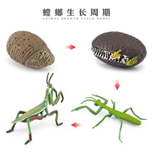 Wholesale Multi Color Life Cycle Figure Model Toy For Teaching Collecting Educational Display from china suppliers