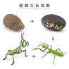 Buy cheap Multi Color Life Cycle Figure Model Toy For Teaching Collecting Educational from wholesalers