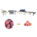 Hot selling Root Vegetables Cleaning Machine With Factory Price by Huafood