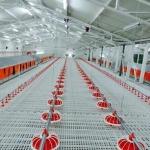 1200*500*40mm Poultry Slat Flooring, Poultry Slat Flooring, Plastic Slat Floor