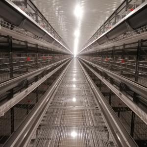 Wholesale Automatic H Type Layer Chicken Cage Battery Chicken Cages For Poultry Farm from china suppliers