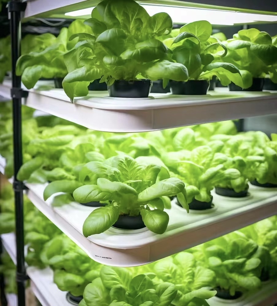 Greenhouse Suitable for Soilless Cultivation of Vegetables and Fruits