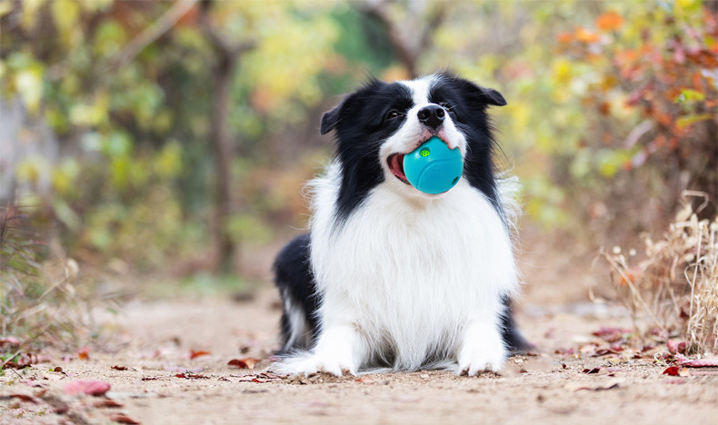 TPR Toy For Pet Light And Easy To Dog Funny Pet Chew Toys And Dog chew toys
