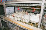 Multifunctional Broiler Chicken Layer Battery Cage Automatic Poultry Farming