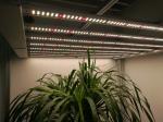 680W Samsung LM301B Full Spectrum LED Grow Lights