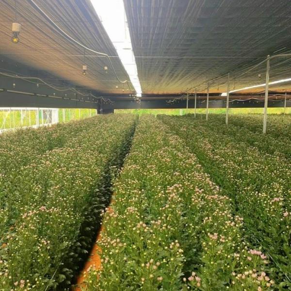 USA/Canada Steel Structure Vegetables Planting Single-Arch Greenhouse for
