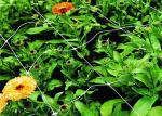 1.8m Height White Plastic Net Climbing Outdoor Plant Support