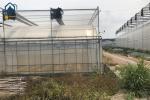 Large Complete Waterproof Multi Span Greenhouse For Tomato Plant Growing