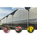Agricultural Tunnel Greenhouse Plastic Film Multi-span Strawberry Greenhouse for