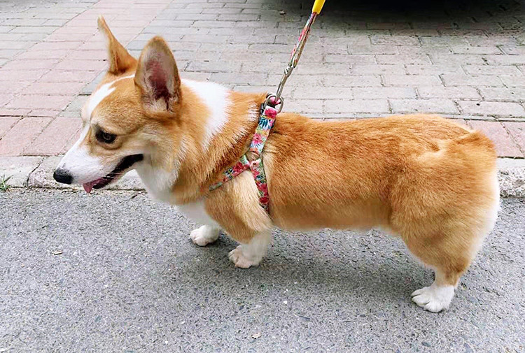 Adjustable No Pull Dog Harness Pet Vest