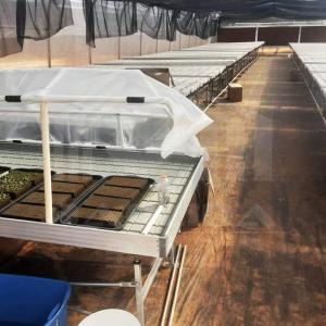 Wholesale Metal Frame Hothouse Vegtable Hoop House High Tunnel Greenhouse with Rolling Bench for Sale from china suppliers