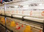 Multifunctional Broiler Chicken Layer Battery Cage Automatic Poultry Farming
