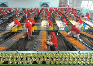 Wholesale Plastic Cup Canned Food Production Line , Fruit And Vegetable Processing Equipment from china suppliers
