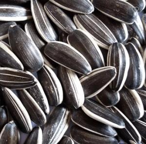 Wholesale Wholesale Chinese Non GMO High Quality Good Price Roasted Sunflower Kernels Seeds from china suppliers