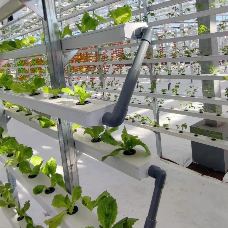 Venlo Glass Greenhouse for Vegetables