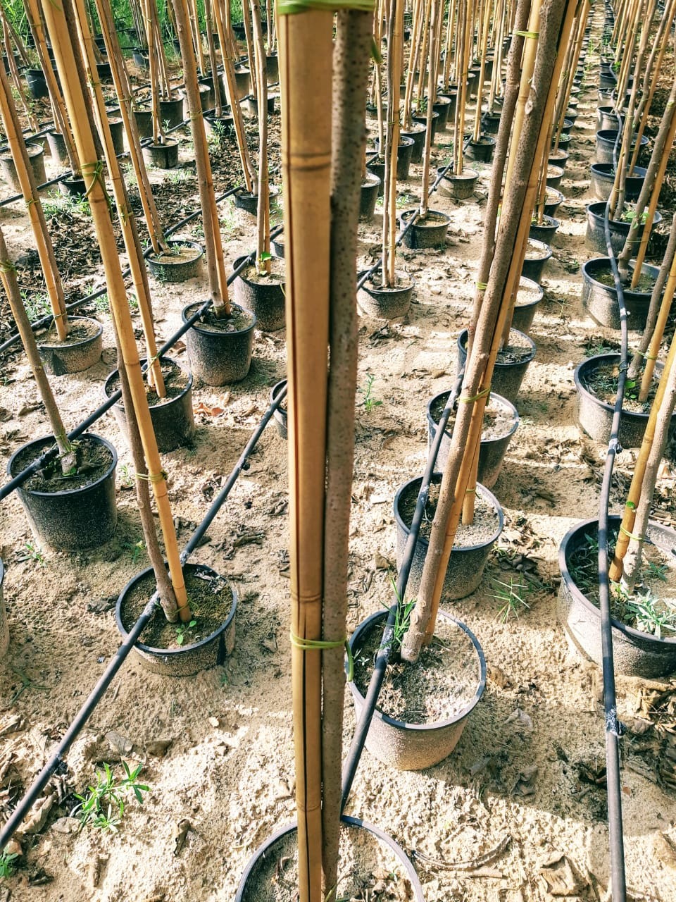 Natural Garden Bamboo Sticks For Indoor Outdoor Tomatoes Potted Plants Support Stakes