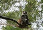 Ss304 Flexible Zoo 150x150mm Stainless Steel Webnet To Monkey Tiger Cage