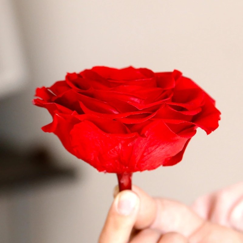 9-10cm Dried Preserved Flower Roses Forever Gift for Birthday Valentines Christmas Day 1pcs/box