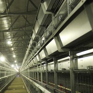 Wholesale Galvanized Steel A Cage For Poultry , Automatic Ladder Layer Chicken Cage from china suppliers