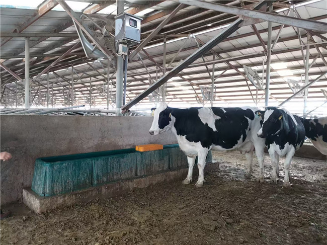 1.8m Large Plastic Water Trough Sheep Animal Husbandry Equipment