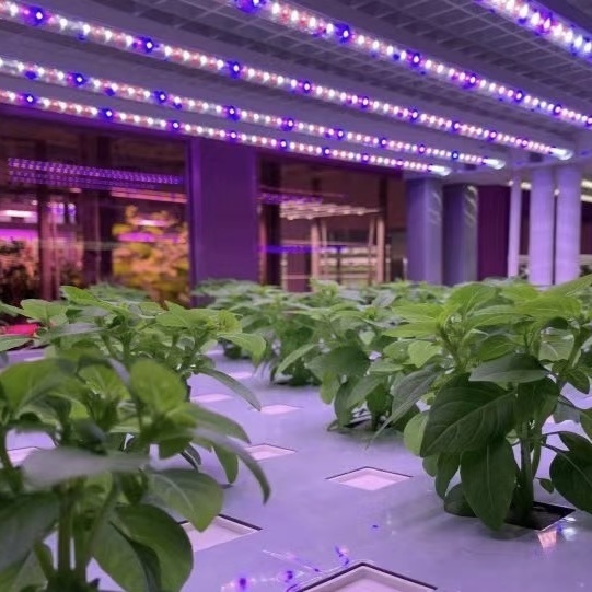 Shipping Container Greenhouse for Leafy Veggies