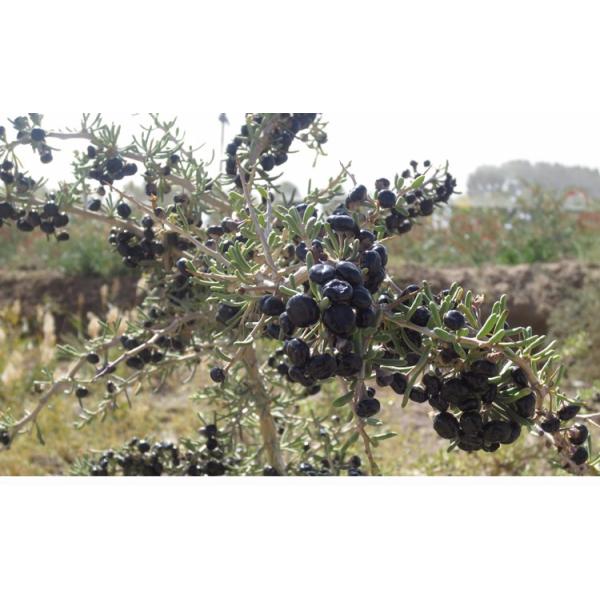 Amorberry Organic Black Goji Berries/Black Lycium Wolfberry Antioxidant Tea