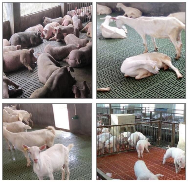Goat Sheep PP 200kgs Plastic Slat Floor 500mm Hog Flooring Plastic