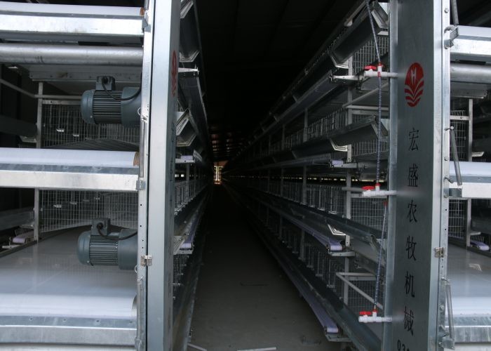 5 Tiers Automatic Manure Removal System Save Energy Consumption Customized Size