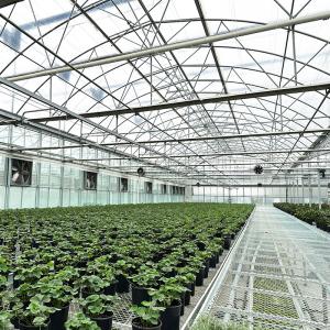 Wholesale Steel Tructure UV Resistant Film Poly Tunnel Multi-span Vegetable Greenhouse for Tomatoes from china suppliers
