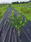 100GSM Spunbonded Erosion Control Mat PP Non Woven Material