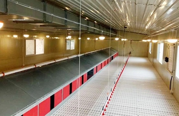 Farm Breeder Houses Male Broiler Chicken Equipment