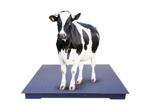 Wholesale Carbon Steel Plate Heavy Duty Platform Floor Scale Large 330lb 150kg Capacity from china suppliers