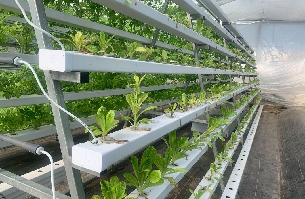 Polycarbonate Sheet Greenhouse Green House with Farm Equipment Rdgu0808h-10mm
