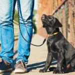 Non Slip Handle Nylon Dog Harness Leash With Rose Gold Carabiner 6ft Strong