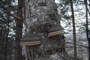 Wholesale health care products chaga mushroom extract from china suppliers