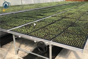 Wholesale Agricultural Galvanized Metal Mesh Seed Bench Rolling Bench Grow Table For Flower Planting from china suppliers