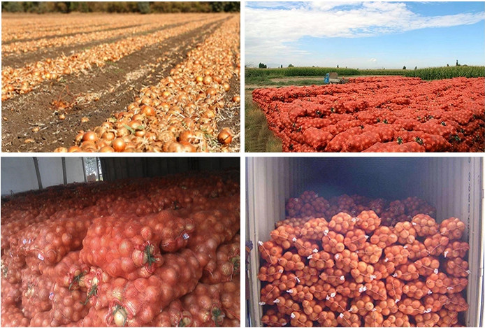 6cm Spicy Osteoporosis Proof Natural Fresh Onion