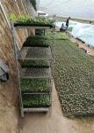 Danish Cart Green House Nursery Plant Transport TC2253 2.0*1800 mm Post