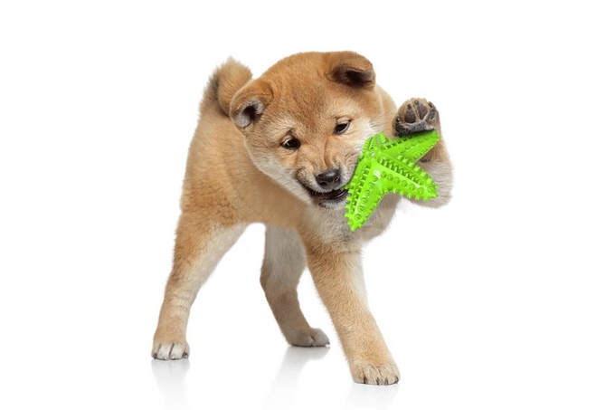 Pet Starfish Squeaky Toy Teeth Cleaning Bite Resistant Dog Toy