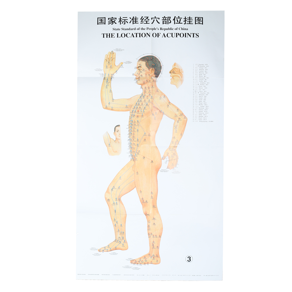 1.2*1.6m Acupuncture Culture 3pcs Per Set For Teaching Acupuncture Points