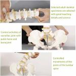 Adult PVC Anatomical Skeleton Model Lumbar Spine Models With Pelvic Floor