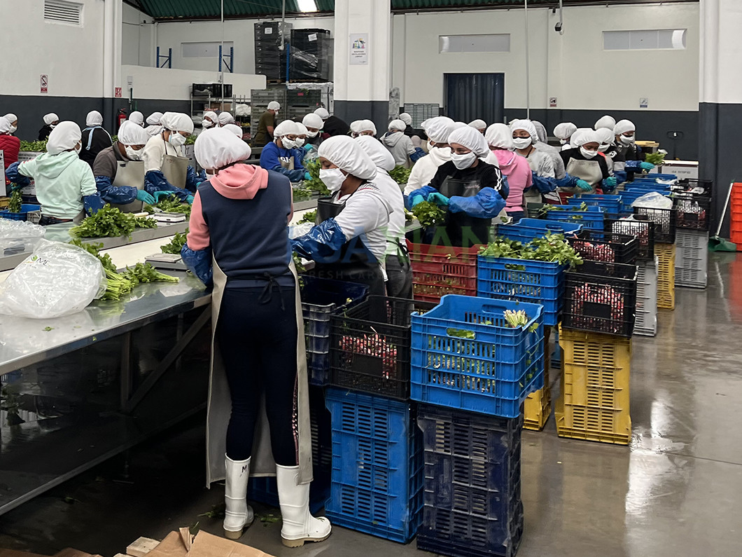 Sorting And Packing Room With Cooling System For Vegetable Warehouse
