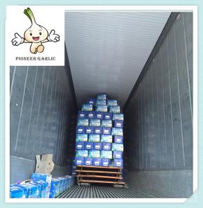 Wholesale wholesale bulk cold store fresh natural garlic for thailand Russian Indonesia from china suppliers
