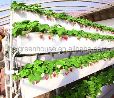 Hydroponic Plant Growth Systems Greenhouses for Optimal Results
