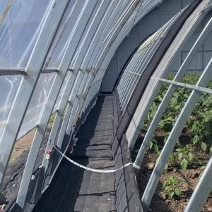 Wholesale Initial Payment Commercial Greenhouse for Sunlight Flower and Vegetable Production from china suppliers