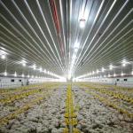 300g Pan Capacity Chicken Farm Equipment 380V 220V Broiler Raising
