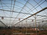 Vegetable Fruits Flowers Film Greenhouse Chinese Multi Span Greenhouse for