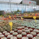 US 20/Square Meter Hydroponic Drip Irrigation Plastic Film Greenhouse for