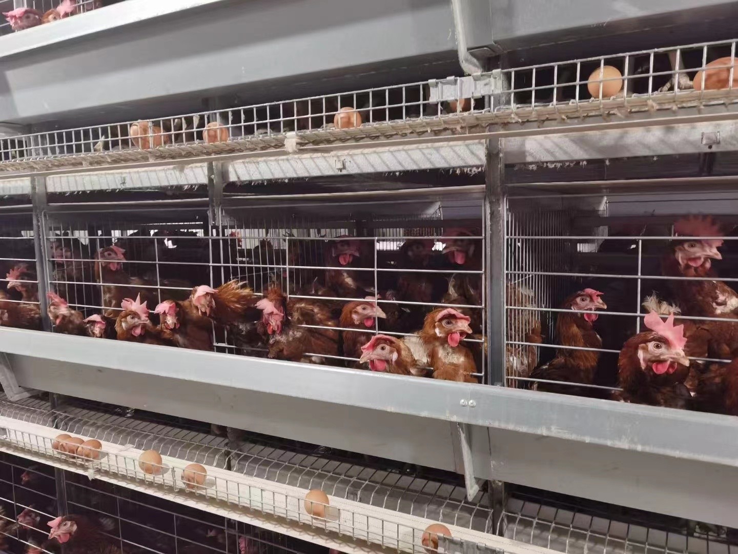 Poultry Farm Layer Chicken Cage / Full Automatic Chicken Raising Equipment