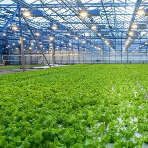 Wholesale Soilless Culture Film Greenhouse Design for Vegetables and Temporary Heating Method from china suppliers